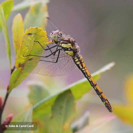 J01_0143 Sympetrum nigrescens female.JPG